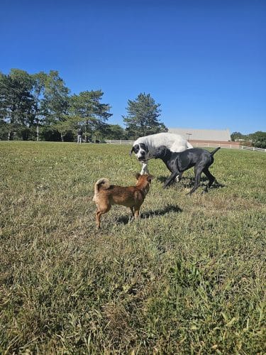 Brooksedge Park Bark Park