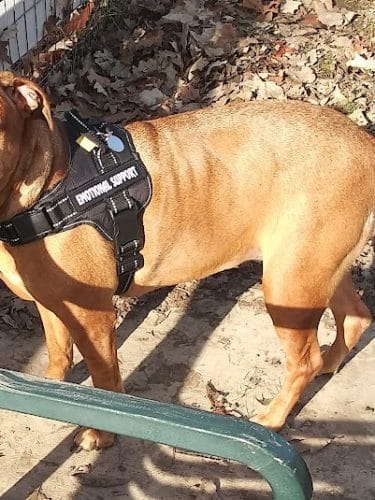 Brooksedge Park Bark Park