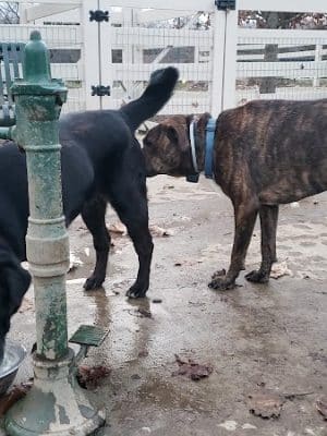 Brooksedge Park Bark Park