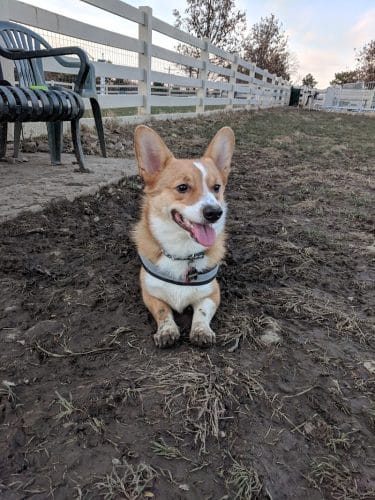 Brooksedge Park Bark Park