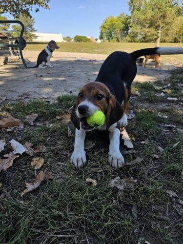 Brooksedge Park Bark Park