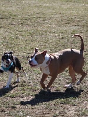 Brooksedge Park Bark Park