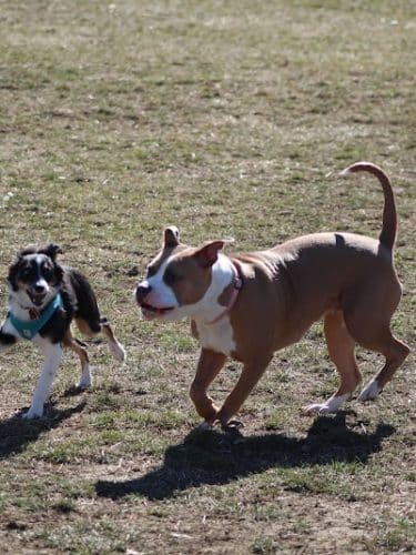 Brooksedge Park Bark Park