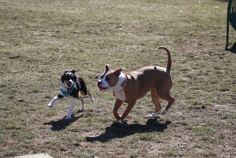Brooksedge Park Bark Park - Westerville, OH