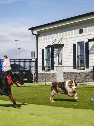 Crate Escapes Dog Park + Bar