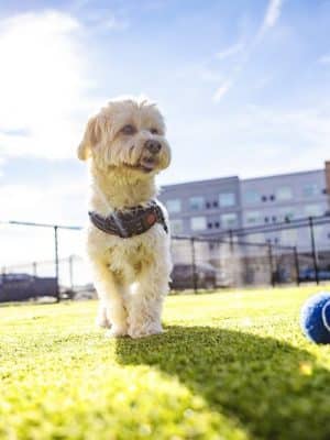 Crate Escapes Dog Park + Bar