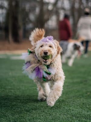 Crate Escapes Dog Park + Bar