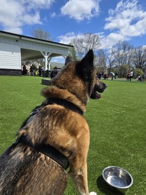 Crate Escapes Dog Park + Bar