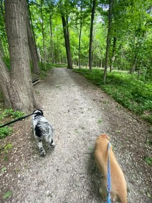 Crate Escapes Dog Park + Bar
