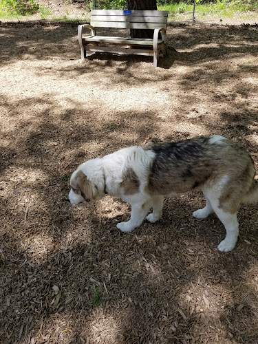 Westfield Dog Bark