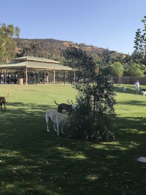 Westlake Village Dog Park - Westlake Village, CA