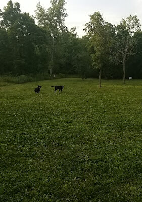 Old Hines Park Dog Park