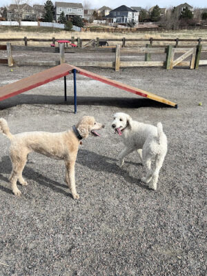 Big Dry Creek Park-Dog PARK