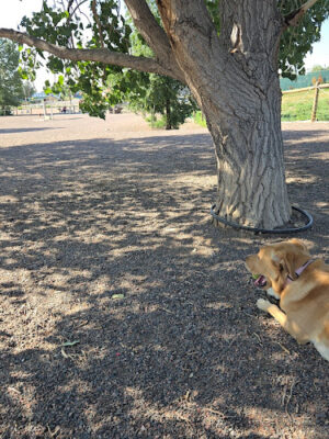 Little Dry Creek Dog Park