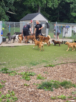 Bennett Cerf Dog Park (Members Only)