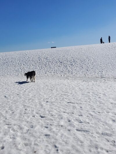 Weston Dog Park - Weston, MI