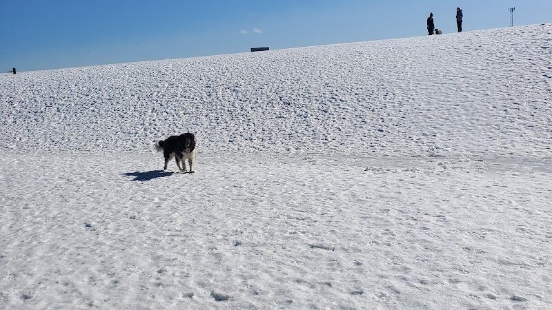 Weston Dog Park - Weston, MI
