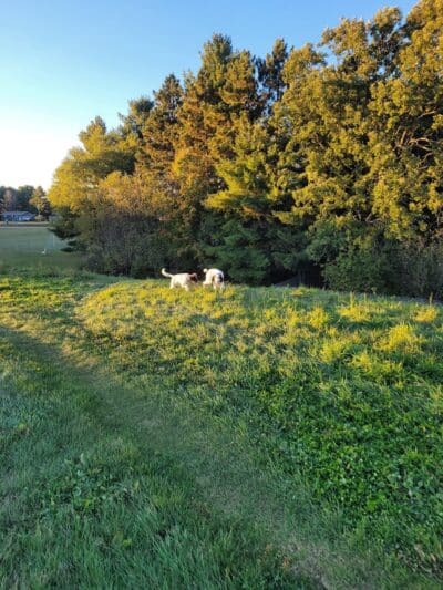 Weston Dog Park - Weston, MI