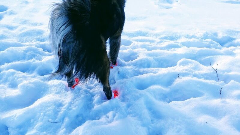 Weston Dog Park - Weston, MI