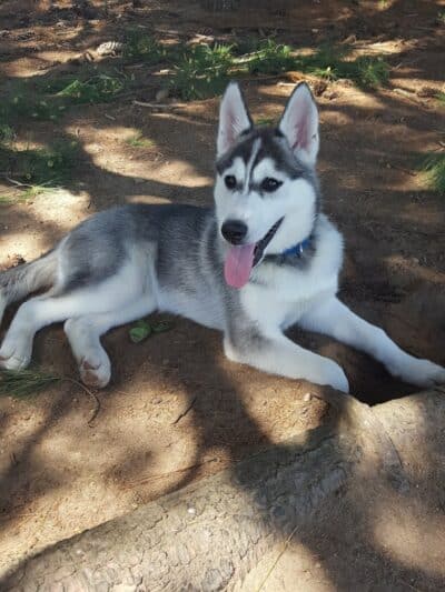 Weston Dog Park - Weston, MI