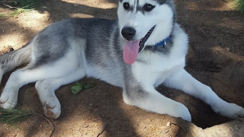 Weston Dog Park - Weston, MI
