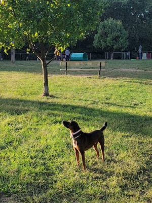 Deptford Doggie Park