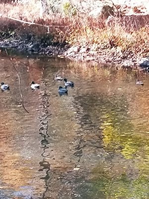 Overbrook Park