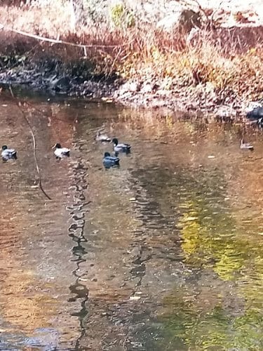Overbrook Park