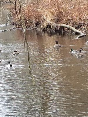 Overbrook Park