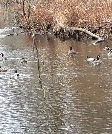 Overbrook Park