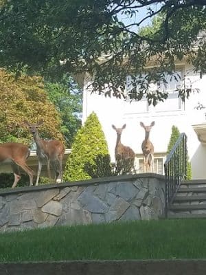 Overbrook Park