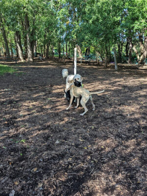 Wethersfield Dog Park