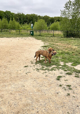 South Field Dog Park - Union Point