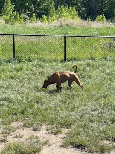South Field Dog Park - Union Point - Weymouth,