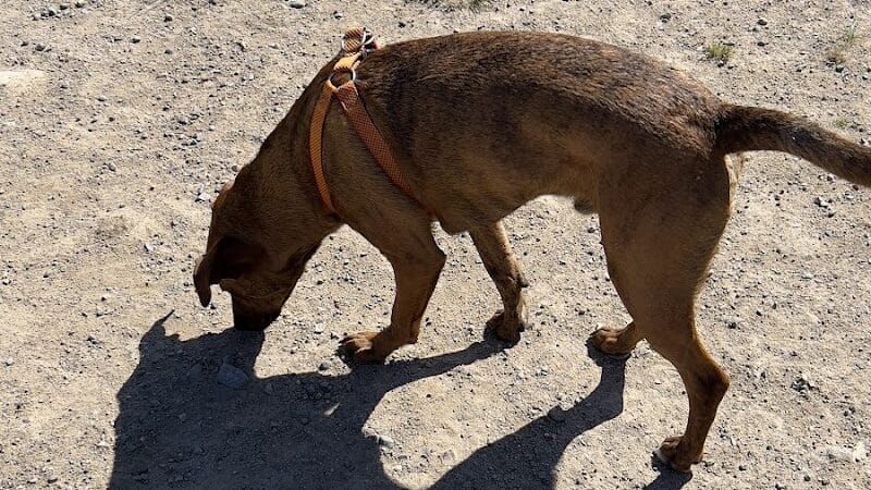 South Field Dog Park - Union Point - Weymouth,