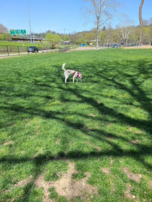 Fitzsimmons Family Dog Park