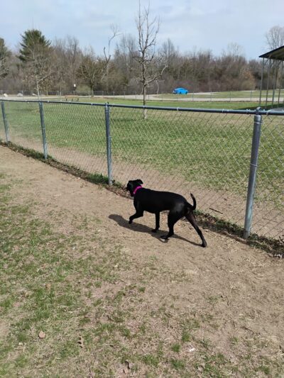Pontiac Lake Dog Park A & B - White Lake, MI