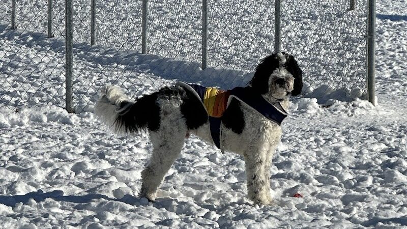 Pontiac Lake Dog Park A & B - White Lake, MI