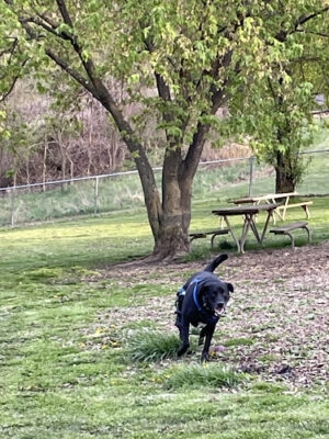 White Oak Dog Park