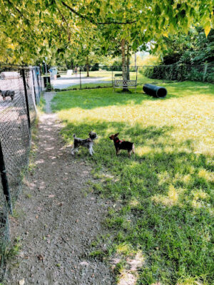 Watson Upper Valley Dog Park
