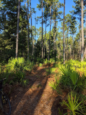 Florida Trail White Springs Tract Trailhead