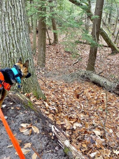 Duck Creek Natural Area - Whitehall,