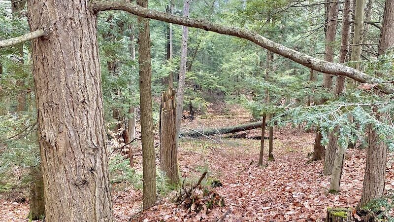 Duck Creek Natural Area - Whitehall,