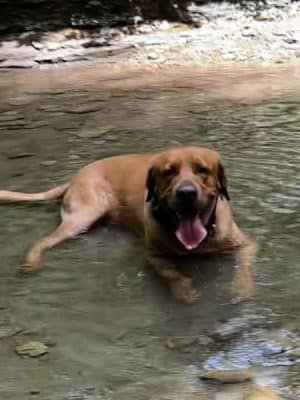 Dog Park at Love's Travel Stops