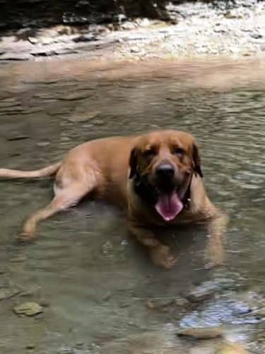 Dog Park at Love's Travel Stops