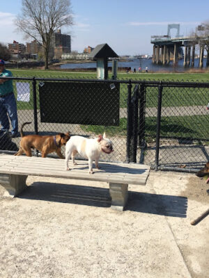 Little Bay Dog Run