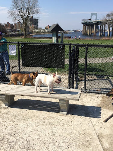 Little Bay Dog Run