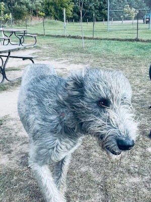 Northfield Township Dog Park