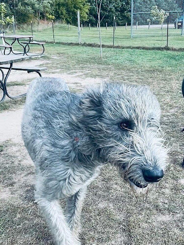 Northfield Township Dog Park