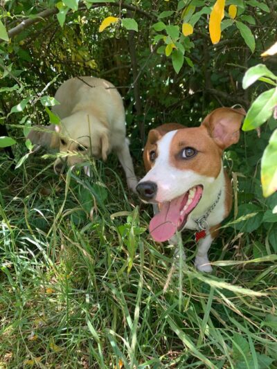 Northfield Township Dog Park - Whitmore Lake, MI
